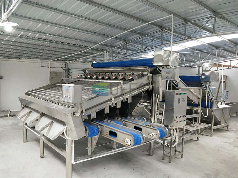 Fully Automatic Stainless Steel Shrimp Sorting Machine for Multiple sizes