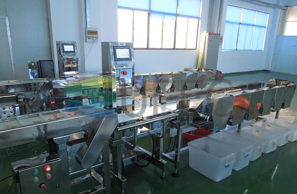 Weight Sorting Machine Online-Grading-Machine Weight Grader for Fish Industry